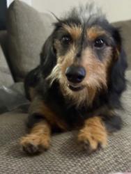 Lost Male Dog last seen Industrial Park, Albertville, AL 35950