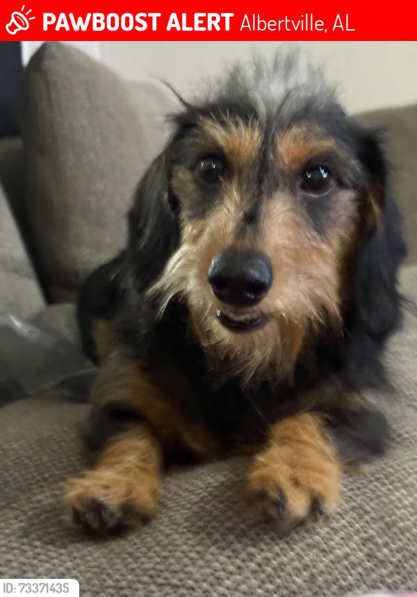 Lost Male Dog last seen Industrial Park, Albertville, AL 35950