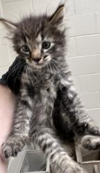 Shelter Stray Male Cat last seen Burke, VA 22015, Lake Braddock Dr/Bakersville Ln, Fairfax County, VA, 4500 West Ox Rd, Fairfax, VA 22030, USA