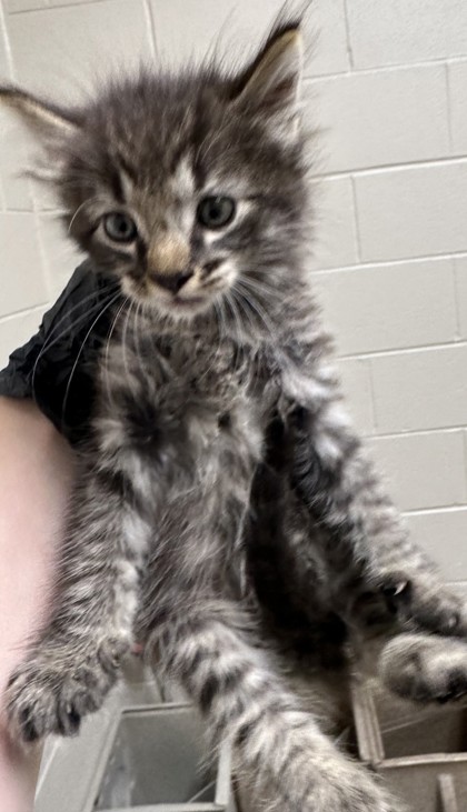 Shelter Stray Male Cat last seen Burke, VA 22015, Lake Braddock Dr/Bakersville Ln, Fairfax County, VA, 4500 West Ox Rd, Fairfax, VA 22030, USA