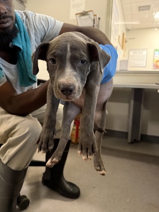 Shelter Stray Male Dog last seen Dixie Shreveport, Caddo Parish, LA, 1500 Monty St, Shreveport, LA 71107, USA