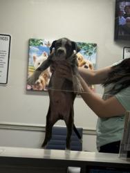 Shelter Stray Male Dog last seen Dixie Shreveport, Caddo Parish, LA, 1500 Monty St, Shreveport, LA 71107, USA