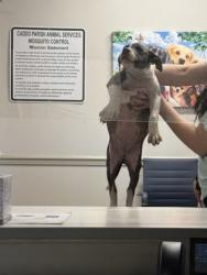Shelter Stray Female Dog last seen Dixie Shreveport, Caddo Parish, LA, 1500 Monty St, Shreveport, LA 71107, USA