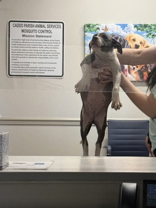 Shelter Stray Female Dog last seen Dixie Shreveport, Caddo Parish, LA, 1500 Monty St, Shreveport, LA 71107, USA