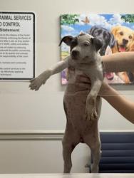 Shelter Stray Female Dog last seen Dixie Shreveport, Caddo Parish, LA, 1500 Monty St, Shreveport, LA 71107, USA