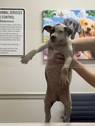 Shelter Stray Female Dog last seen Dixie Shreveport, Caddo Parish, LA, 1500 Monty St, Shreveport, LA 71107, USA