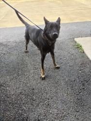 Shelter Stray Male Dog last seen Pines Rd, Caddo Parish, LA, 1500 Monty St, Shreveport, LA 71107, USA
