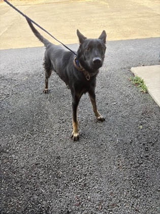 Shelter Stray Male Dog last seen Pines Rd, Caddo Parish, LA, 1500 Monty St, Shreveport, LA 71107, USA