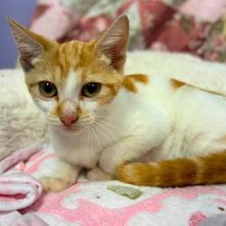 Shelter Stray Male Cat last seen Near Chapelwood Drive, County/Unicorporated, NC, 1491 Business Park Ct, Gastonia, NC 28052, USA