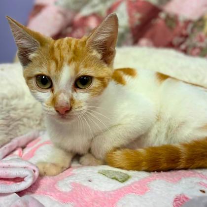 Shelter Stray Male Cat last seen Near Chapelwood Drive, County/Unicorporated, NC, 1491 Business Park Ct, Gastonia, NC 28052, USA