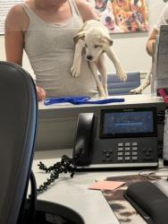 Shelter Stray Male Dog last seen Walmart Blanchard, Caddo Parish, LA, 1500 Monty St, Shreveport, LA 71107, USA