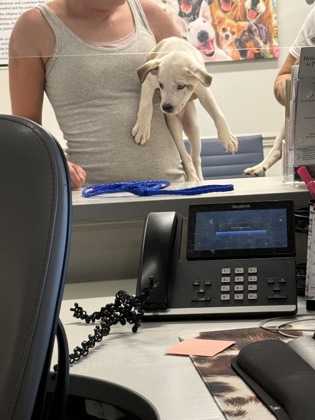 Shelter Stray Male Dog last seen Walmart Blanchard, Caddo Parish, LA, 1500 Monty St, Shreveport, LA 71107, USA