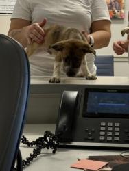 Shelter Stray Male Dog last seen Walmart Blanchard, Caddo Parish, LA, 1500 Monty St, Shreveport, LA 71107, USA