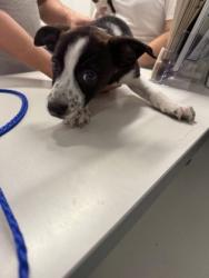 Shelter Stray Male Dog last seen Walmart Blanchard, Caddo Parish, LA, 1500 Monty St, Shreveport, LA 71107, USA