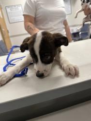 Shelter Stray Male Dog last seen Walmart Blanchard, Caddo Parish, LA, 1500 Monty St, Shreveport, LA 71107, USA
