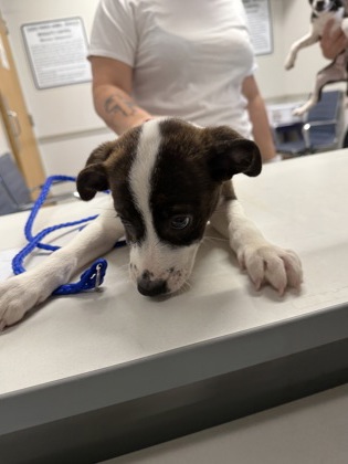 Shelter Stray Male Dog last seen Walmart Blanchard, Caddo Parish, LA, 1500 Monty St, Shreveport, LA 71107, USA