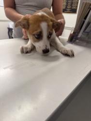 Shelter Stray Female Dog last seen Walmart Blanchard, Caddo Parish, LA, 1500 Monty St, Shreveport, LA 71107, USA