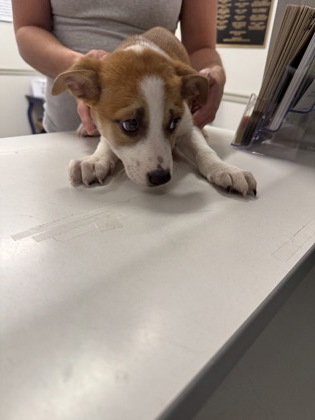 Shelter Stray Female Dog last seen Walmart Blanchard, Caddo Parish, LA, 1500 Monty St, Shreveport, LA 71107, USA