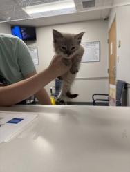 Shelter Stray Female Cat last seen Dixie Shreveport, Caddo Parish, LA, 1500 Monty St, Shreveport, LA 71107, USA