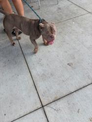Shelter Stray Female Dog last seen Near 18th st. NW, Atlanta, GA, 1251 Fulton Industrial Blvd NW, Atlanta, GA 30336, USA