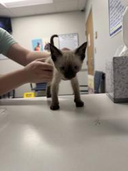 Shelter Stray Male Cat last seen Dixie Shreveport, Caddo Parish, LA, 1500 Monty St, Shreveport, LA 71107, USA