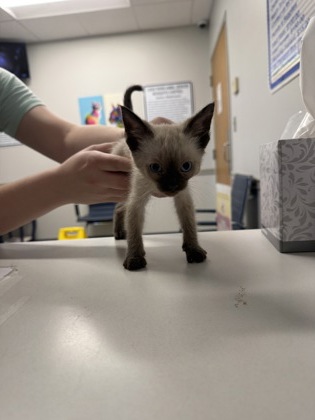 Shelter Stray Male Cat last seen Dixie Shreveport, Caddo Parish, LA, 1500 Monty St, Shreveport, LA 71107, USA