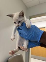 Shelter Stray Male Cat last seen Dixie Shreveport, Caddo Parish, LA, 1500 Monty St, Shreveport, LA 71107, USA