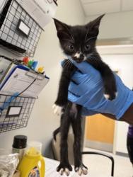 Shelter Stray Male Cat last seen Dixie Shreveport, Caddo Parish, LA, 1500 Monty St, Shreveport, LA 71107, USA