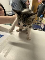 Shelter Stray Female Cat last seen Dixie Shreveport, Caddo Parish, LA, 1500 Monty St, Shreveport, LA 71107, USA