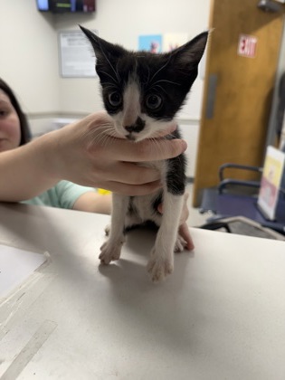 Shelter Stray Male Cat last seen Dixie Shreveport, Caddo Parish, LA, 1500 Monty St, Shreveport, LA 71107, USA