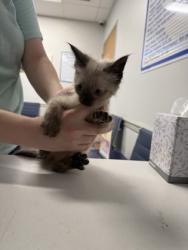 Shelter Stray Male Cat last seen Dixie Shreveport, Caddo Parish, LA, 1500 Monty St, Shreveport, LA 71107, USA