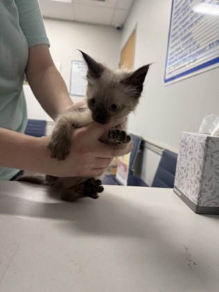 Shelter Stray Male Cat last seen Dixie Shreveport, Caddo Parish, LA, 1500 Monty St, Shreveport, LA 71107, USA