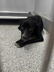 Shelter Stray Female Dog last seen Near Kerry Brook Dr, Zone 4, TX, 8755 Farm to Market 1516, Converse, TX 78109, USA
