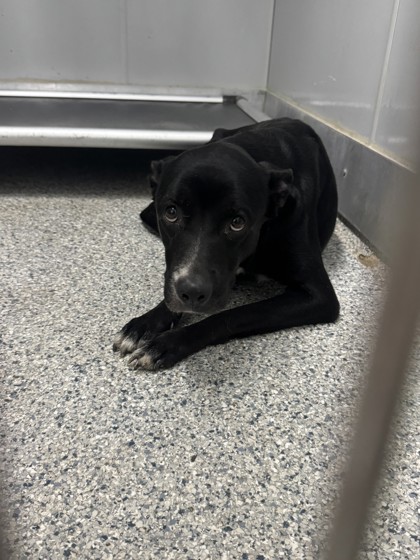 Shelter Stray Female Dog last seen Near Kerry Brook Dr, Zone 4, TX, 8755 Farm to Market 1516, Converse, TX 78109, USA