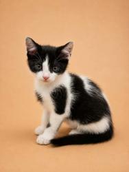 Shelter Stray Female Cat last seen Near Nc 118, Vanceboro,, 1639 Old Airport Rd, New Bern, NC 28562, USA