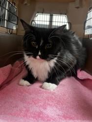 Shelter Stray Female Cat last seen Near CHURCH AVE, Sacramento County, CA, 6201 Florin Perkins Rd, Sacramento, CA 95828, USA