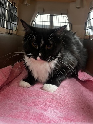 Shelter Stray Female Cat last seen Near CHURCH AVE, Sacramento County, CA, 6201 Florin Perkins Rd, Sacramento, CA 95828, USA
