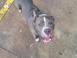 Found/Stray Male Dog last seen Witten Rd / Ellis Rd, Jacksonville, FL 32254