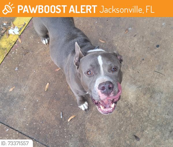 Found/Stray Male Dog last seen Witten Rd / Ellis Rd, Jacksonville, FL 32254