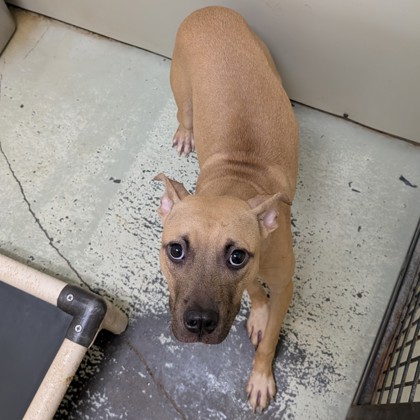 Shelter Stray Female Dog last seen Near LOLA DR, Valdosta-31601, GA, 337 Gil Harbin Industrial Blvd, Valdosta, GA 31601, USA