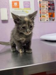 Shelter Stray Female Cat last seen Near PELLICANO DR, CITY of El Paso, TX, 5001 Fred Wilson Ave, El Paso, TX 79906, USA