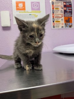 Shelter Stray Female Cat last seen Near PELLICANO DR, CITY of El Paso, TX, 5001 Fred Wilson Ave, El Paso, TX 79906, USA