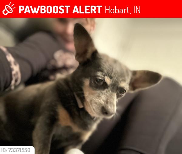 Lost Female Dog last seen 61st and Colorado Street, Hobart, IN 46342