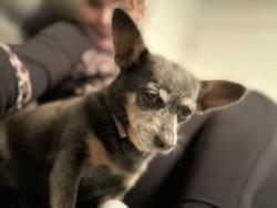 Lost Female Dog last seen 61st and Colorado Street, Hobart, IN 46342