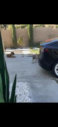 Reunited Male Dog last seen Lynx Way, Palmdale, CA 93551, USA, Palmdale, CA 93551