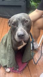 Found/Stray Male Dog last seen NE 71st street, Miami, FL 33137