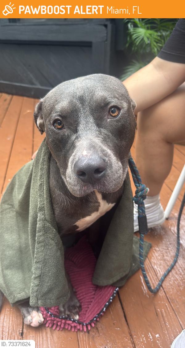 Found/Stray Male Dog last seen NE 71st street, Miami, FL 33137
