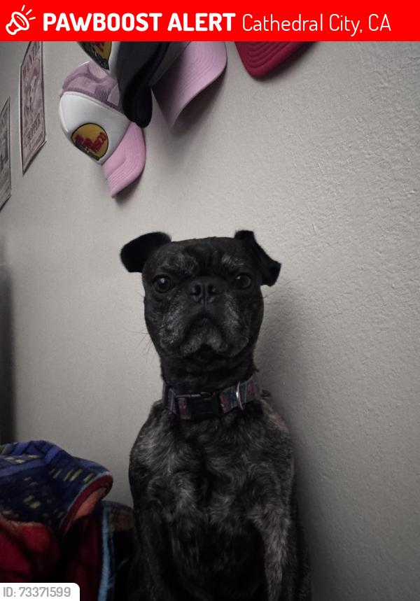 Lost Male Dog last seen 33rd Avenue and Cielo Vista Rd, Cathedral City, CA 92234