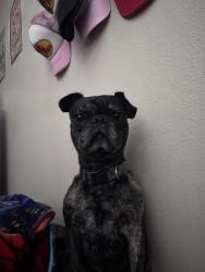Lost Male Dog last seen 33rd Avenue and Cielo Vista Rd, Cathedral City, CA 92234