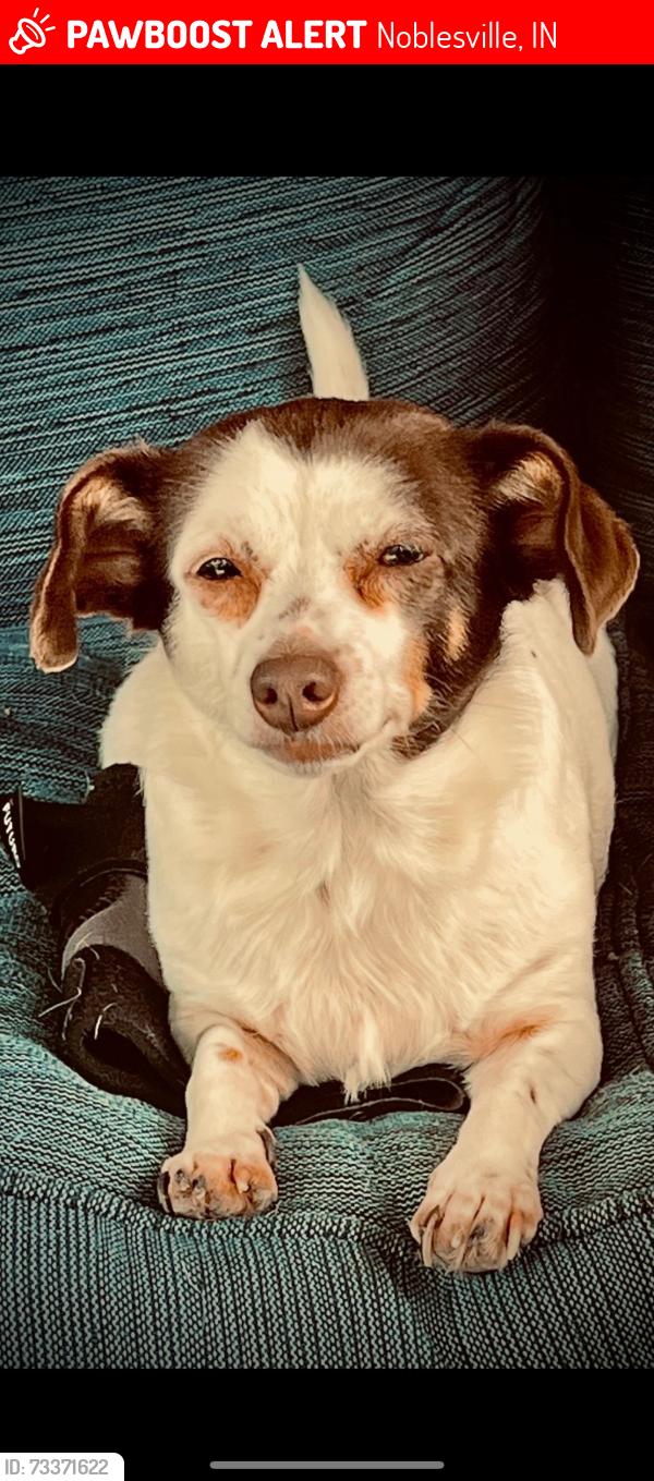Lost Female Dog last seen 11th and Cherry, Noblesville, IN 46060